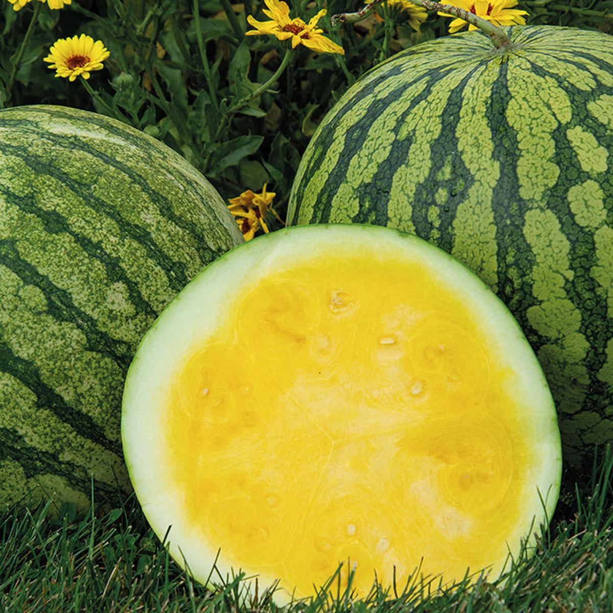 Buttercup Watermelon Fruit Seeds for Planting  Refreshing, Sweet Watermelons, Heirloom & Non-GMO, High Germination