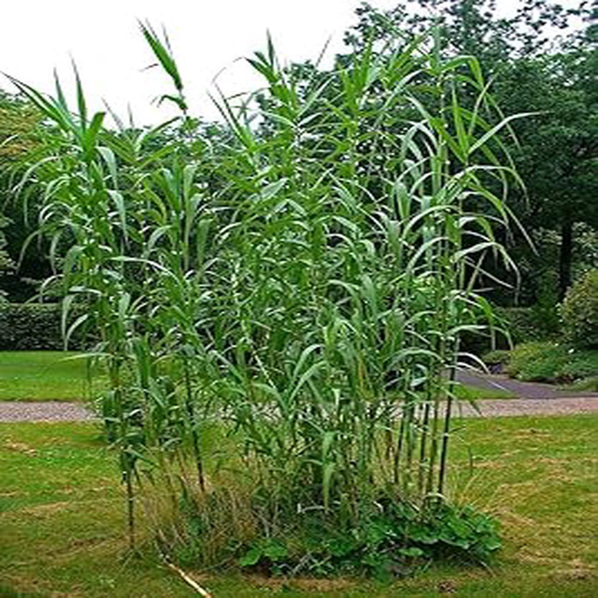 Cane Reed Plant Seeds for Cultivation Heirloom & GMO Free Seeds for Your Home Garden