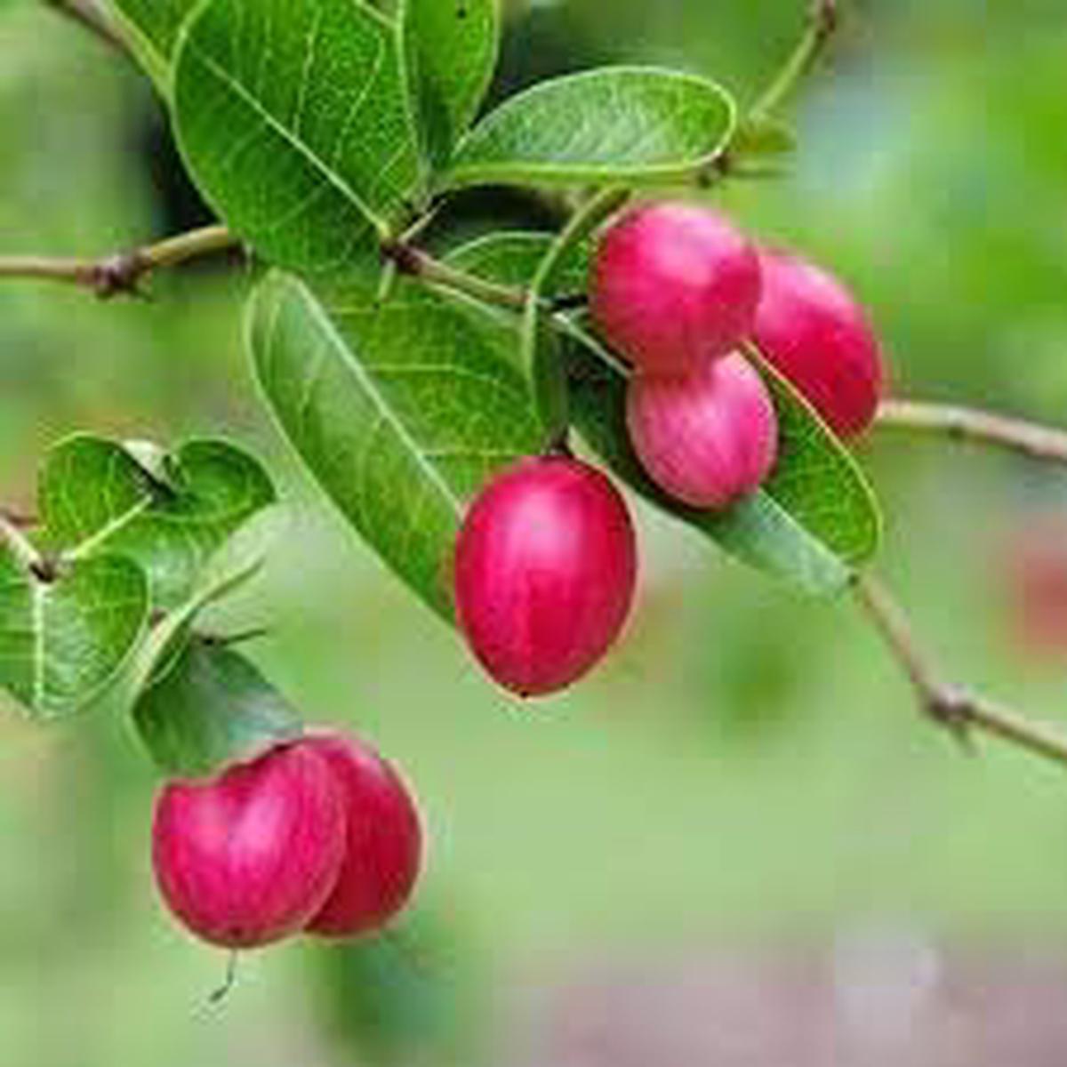 Carissa Carandas Lime Berry Fruit Seeds for Planting Tart, Flavorful Berries, 100 pcs, Heirloom & Non-GMO