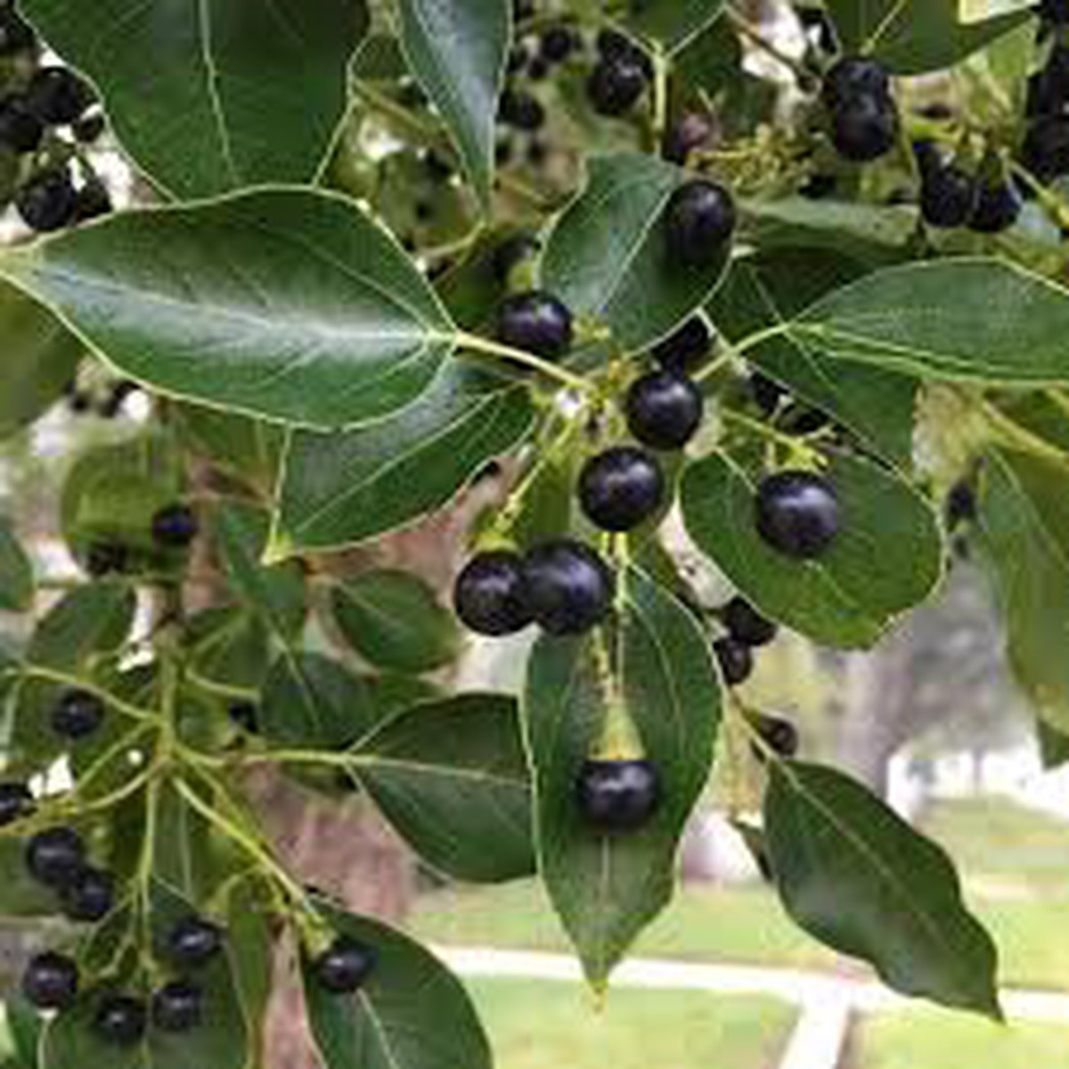 Cinnamomum camphora Camphor Fruit Seeds for Planting  Heirloom Non-GMO Aromatic Seeds with High Germination for Backyard or Garden
