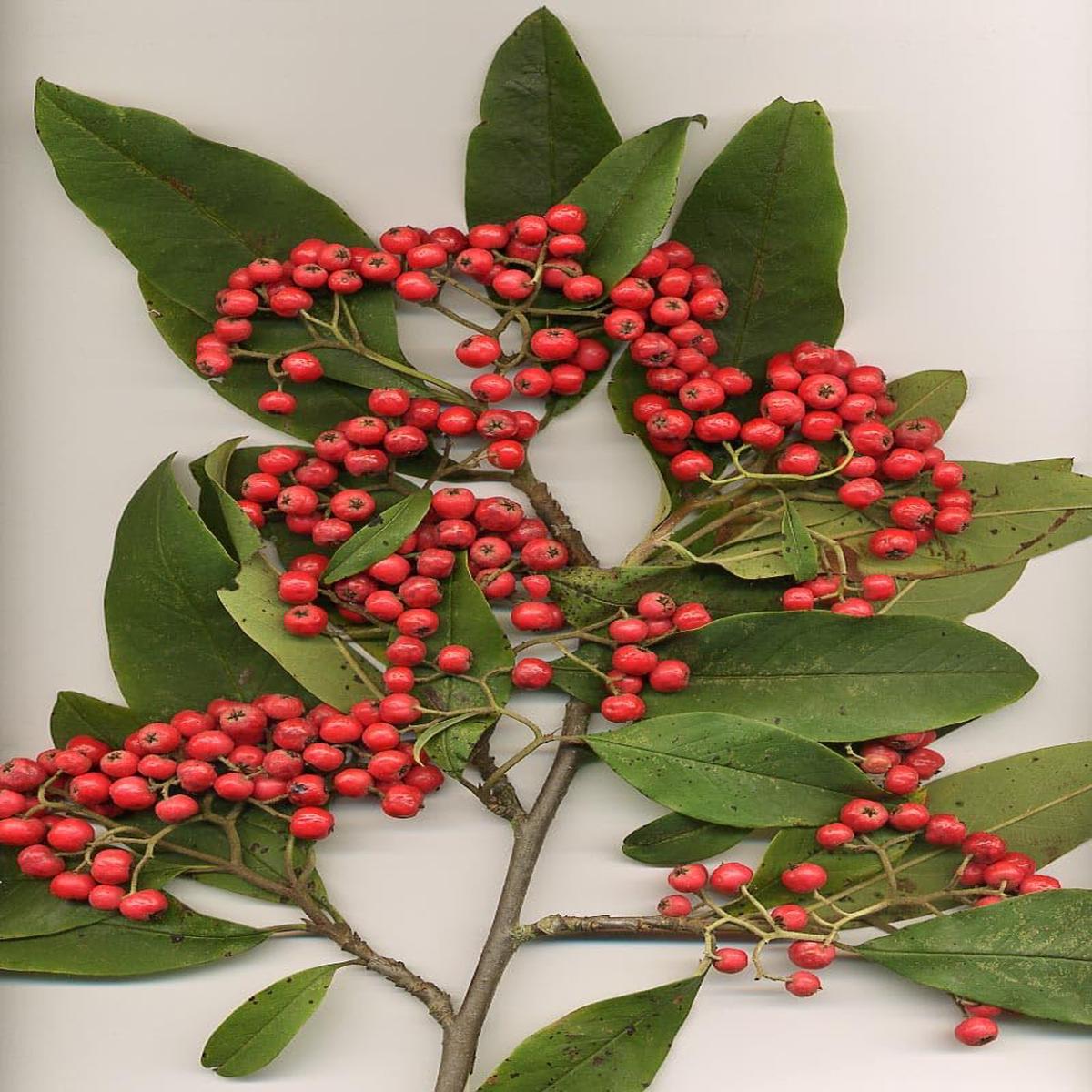 Cotoneaster Fruit Cotoneaster Fruit Seeds for Cultivation NON GMO Heirloom Seeds for Home Gardenfor Cultivation NON GMO Seeds