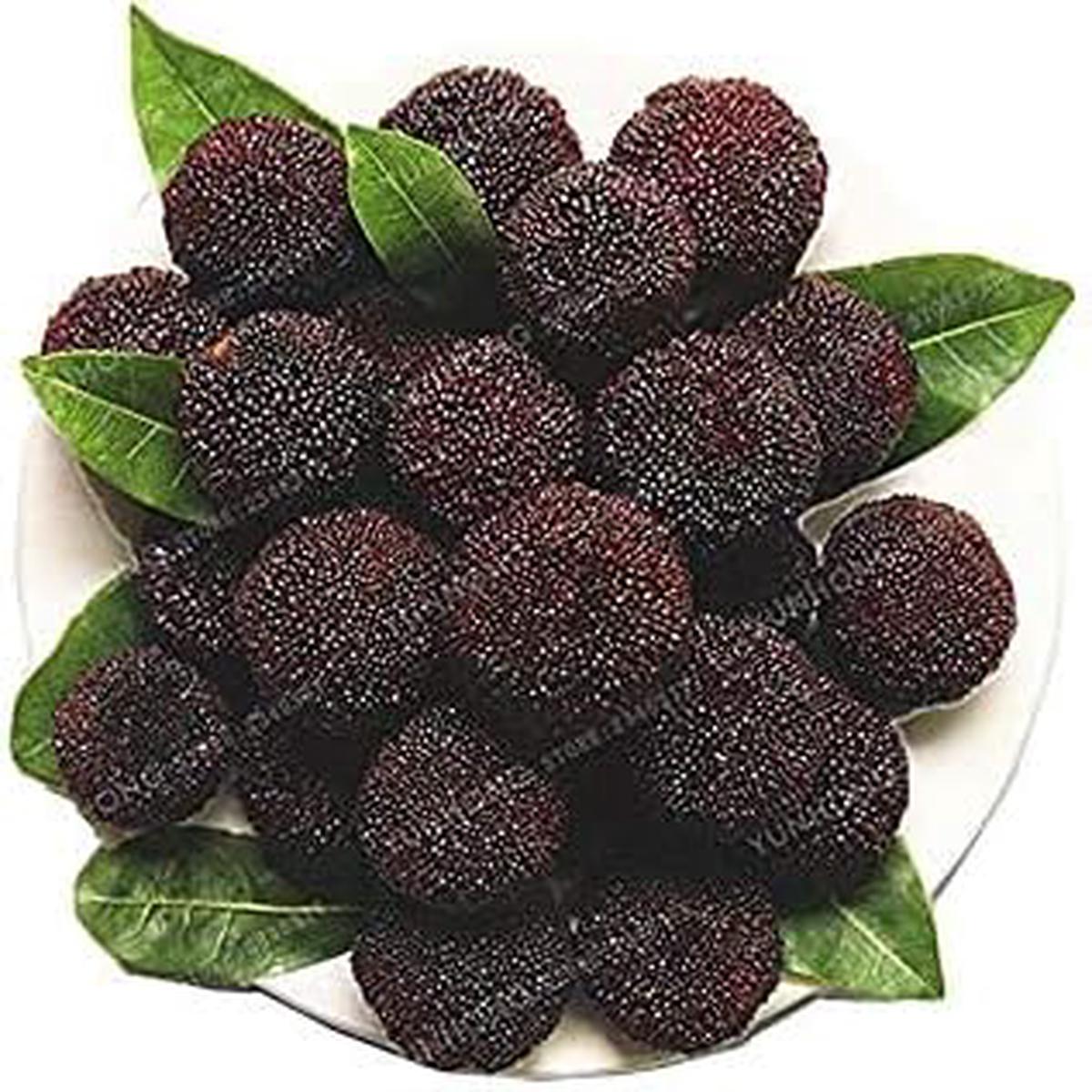 Dark Brown Arbutus Fruit Seeds for Planting  Heirloom, Non-GMO, High Germination Organic Garden Seeds for Home Garden