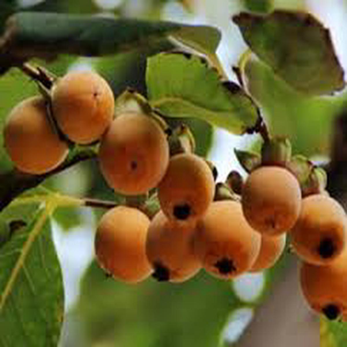 Date Plum Persimmon Fruit Tree Seeds for Planting  Heirloom, Non-GMO, High Germination Organic Garden Seeds for Sweet, Delicious Fruits