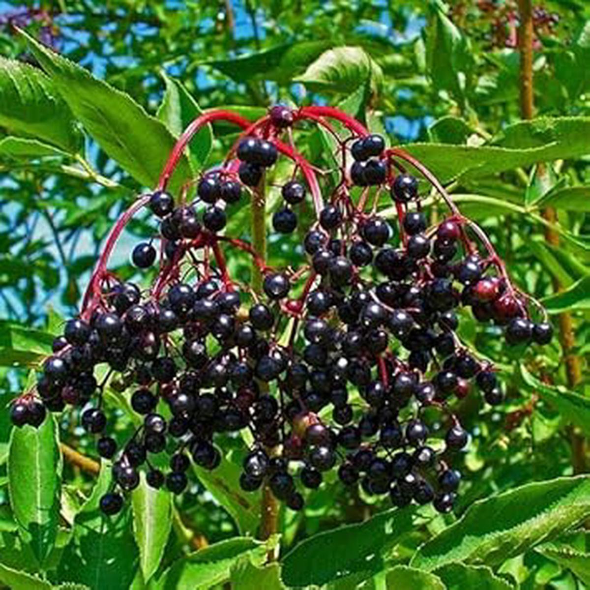 Elderberry Seeds  Grow Healthy & Nutritious Berries at Home