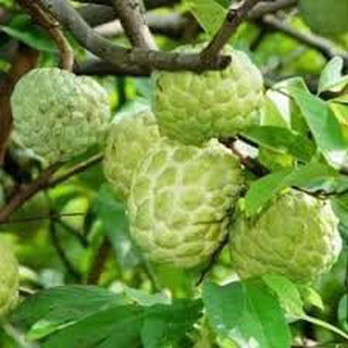 Exotic Annona Squamosa (Sugar Apple) Seeds  Grow Sweet, Tropical Custard Apple Fruits