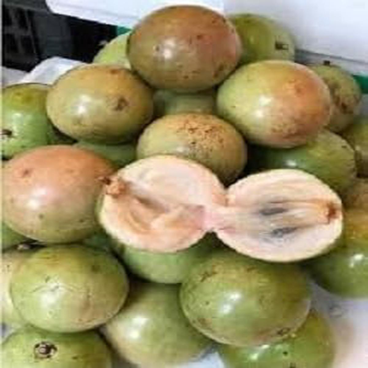 Fresh Vietnam Milk Melon Fruit Seeds for Planting  Light Pale Pink, Heirloom, Non-GMO, High Germination Organic Garden Seeds
