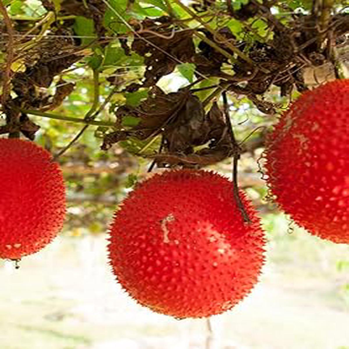 Gac Fruit Seeds Exotic & Nutritious Tropical Variety