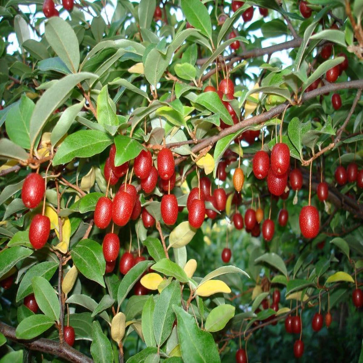 Goumi Fruit Seeds for Planting Heirloom Non-GMO High Germination Organic Garden Seeds