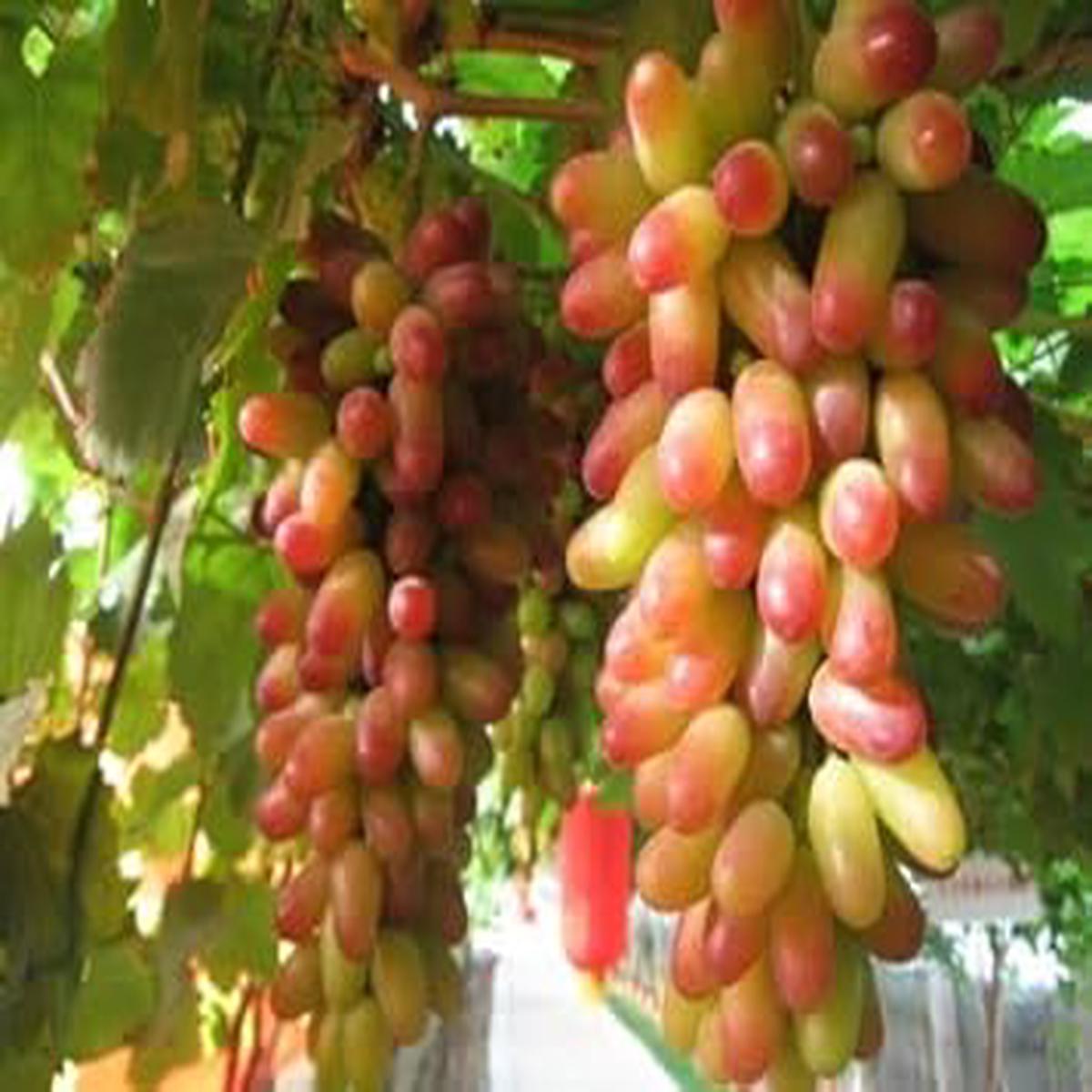 Grape Fruit Seeds for Planting Grow Lush Vines with Sweet Fruits, Heirloom & Non-GMO, High Germination