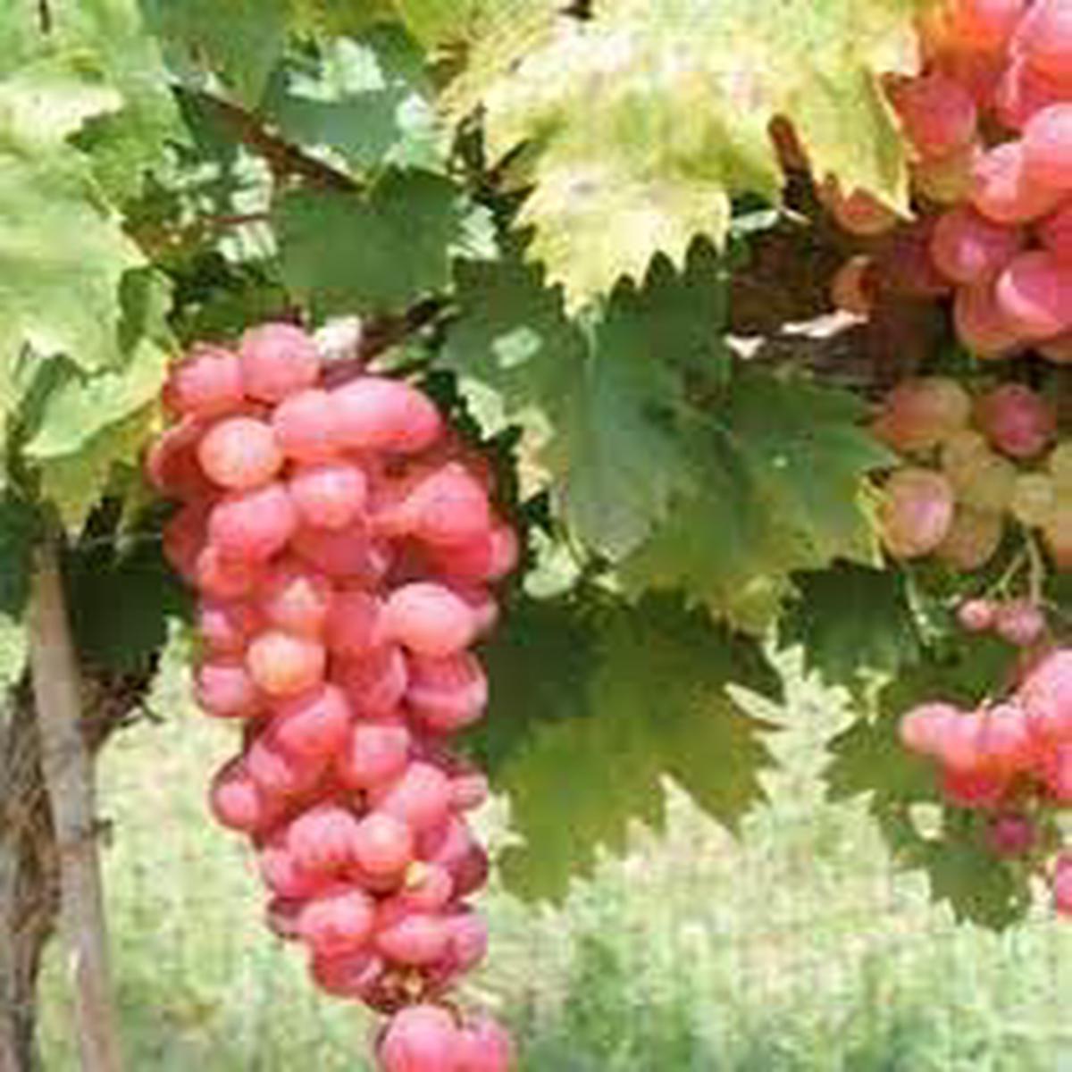 Grape Fruit Seeds for Planting Heirloom, Non-GMO, Sweet & Juicy Grapes, High Germination