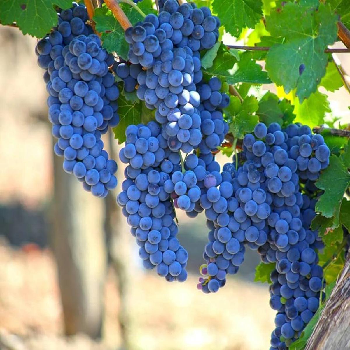 Grape Tree Seeds for Planting Cultivate Your Own Vines, Heirloom & Non-GMO, High Germination Seeds