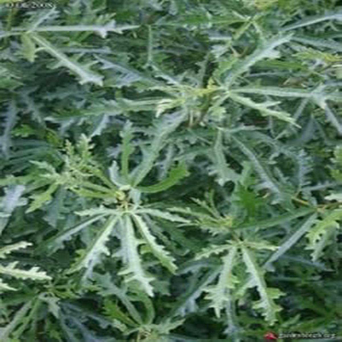 Green Afghanistanica Fig Tree Seeds for Planting  Exotic Fruit Harvests, Heirloom & Non-GMO, High Germination Seeds