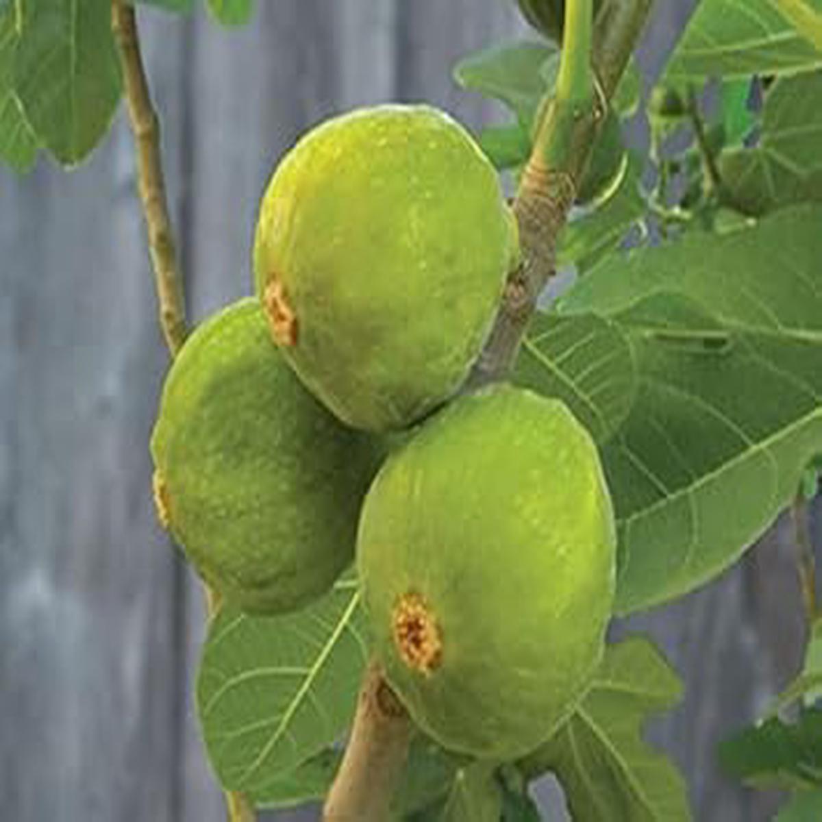 Green Desert King Fig Fruit Seeds Grow Sweet, Green Figs in Your Garden, GMO Free Seeds