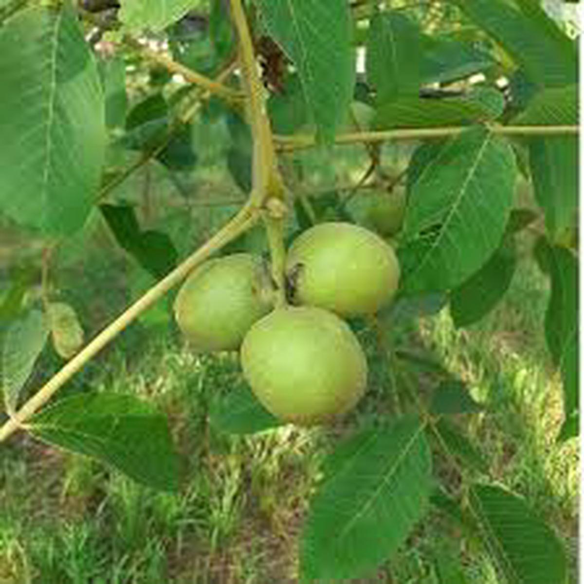 Green Walnut Plant Seeds For Planting Nut Trees Heirloom Non-GMO High Germination Organic Garden Seeds For Home Garden