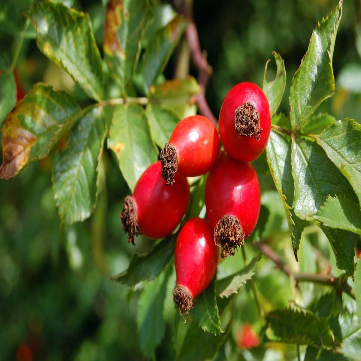 Heirloom Rosehip Fruit Seeds for Planting High Germination, Non-GMO Organic Garden Seeds