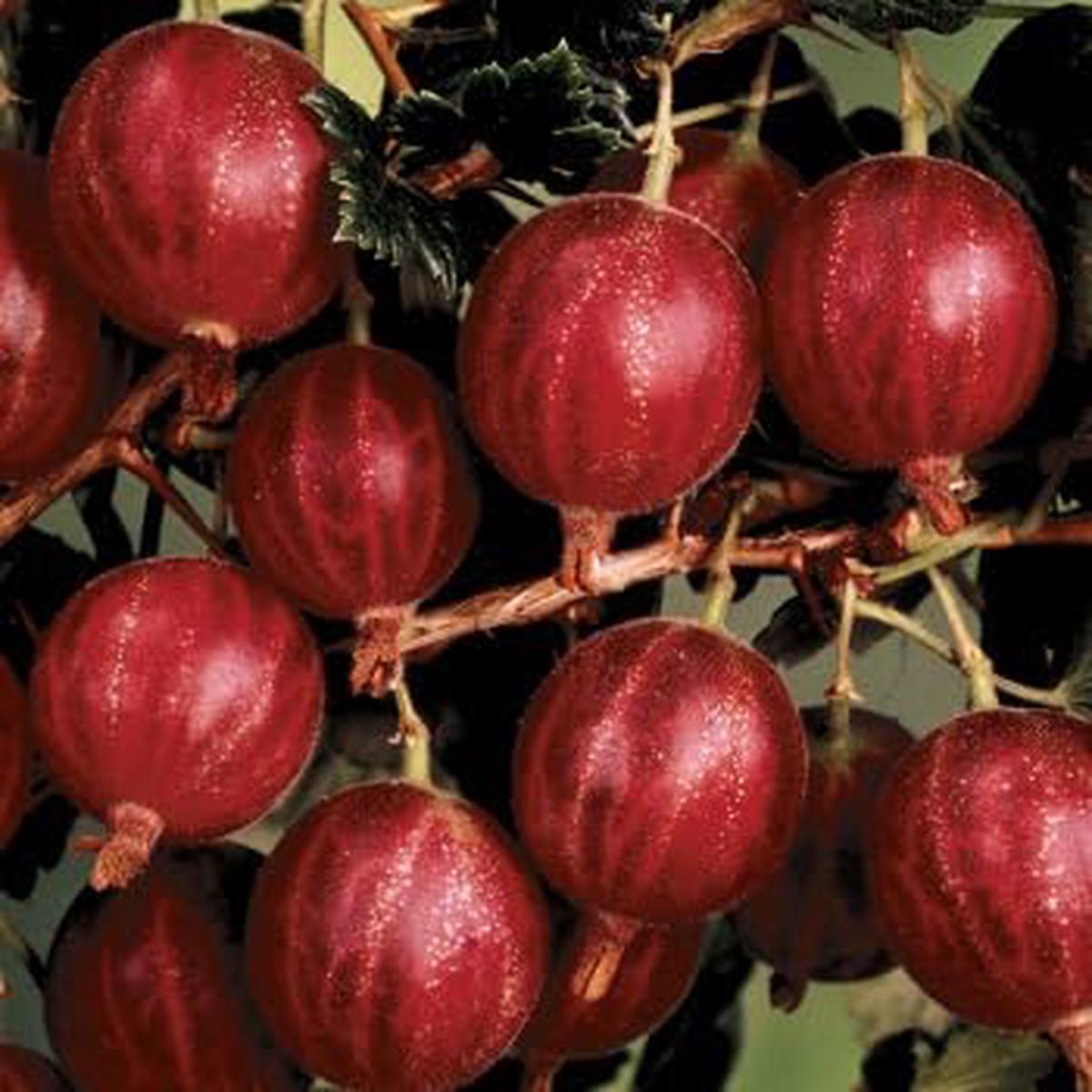 Hinnomaki Red Gooseberry Fruit Seeds for Planting  Heirloom Non-GMO High Germination Organic Garden Seeds