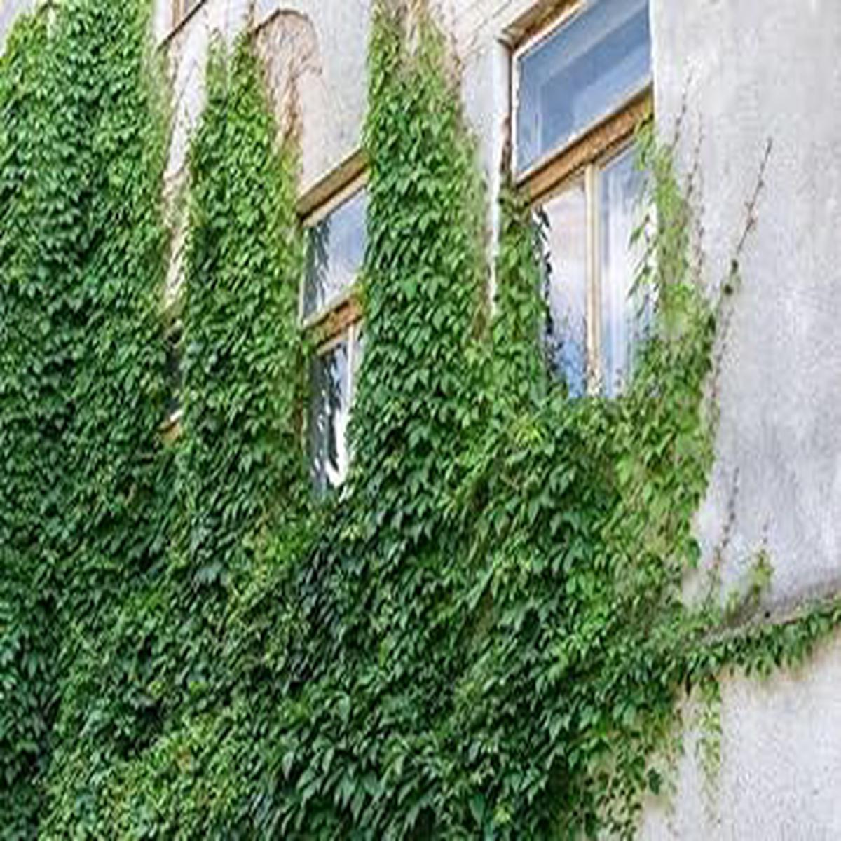 Ivy Plant Seeds for Lush, Verdant Greenery  Heirloom, Non-GMO, High Germination Organic Garden Seeds for Planting