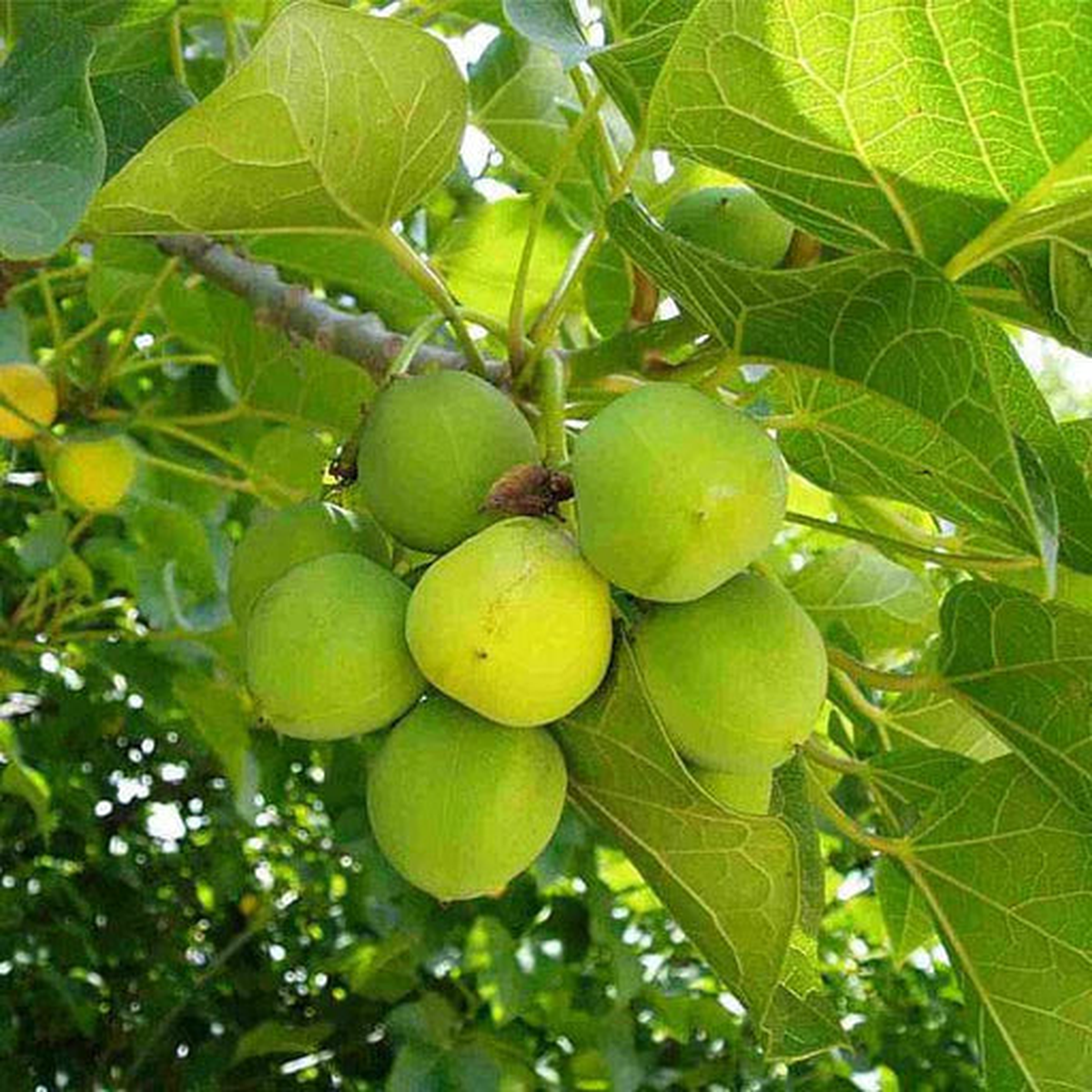 Jatropha Fruit Seeds for Planting  Tropical Trees for Home Garden, Heirloom & Non-GMO, High Germination