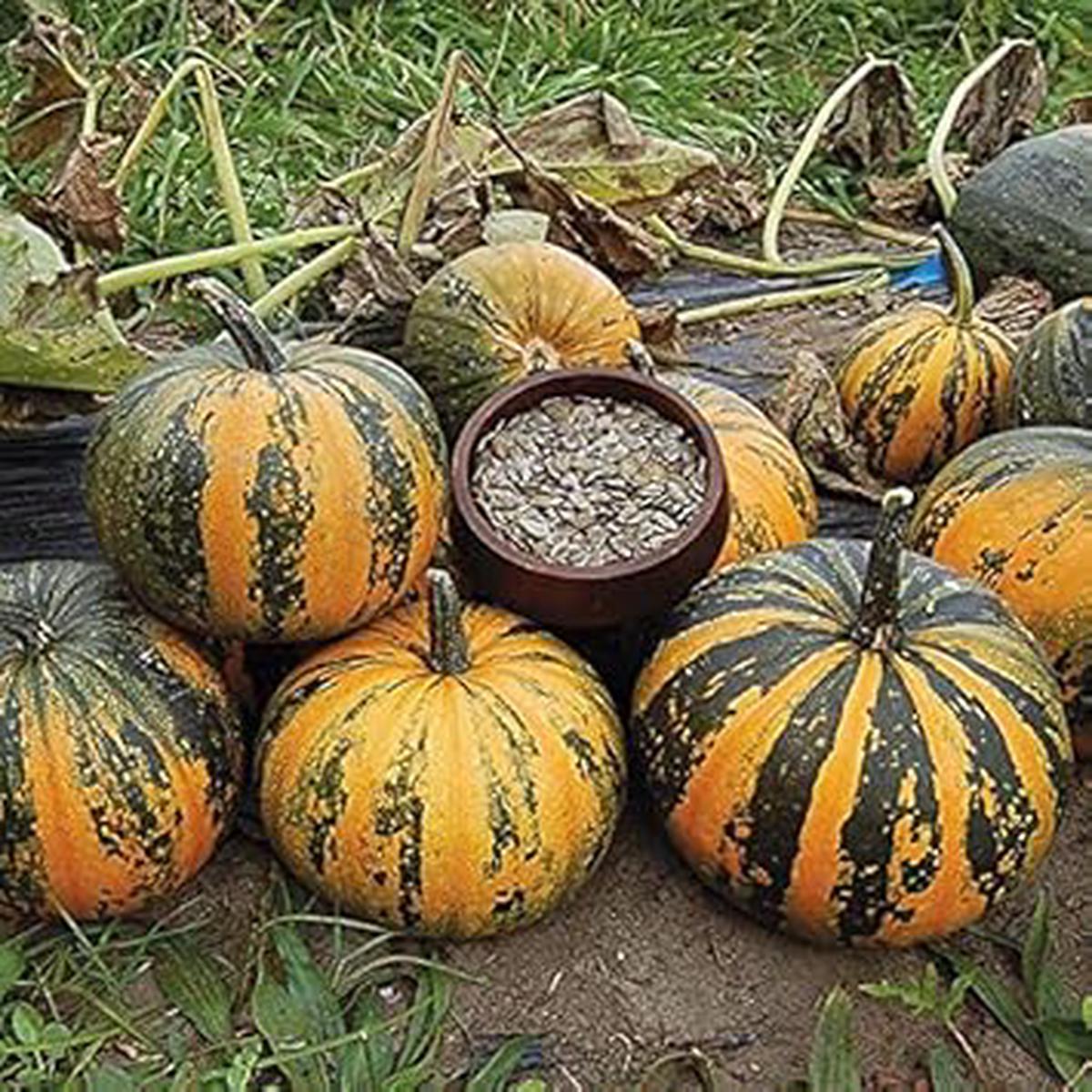 Kakai Hull-Less Pumpkin Fruit Seeds for Planting  Non-GMO, Heirloom, Ideal for Organic Gardens, High Germination