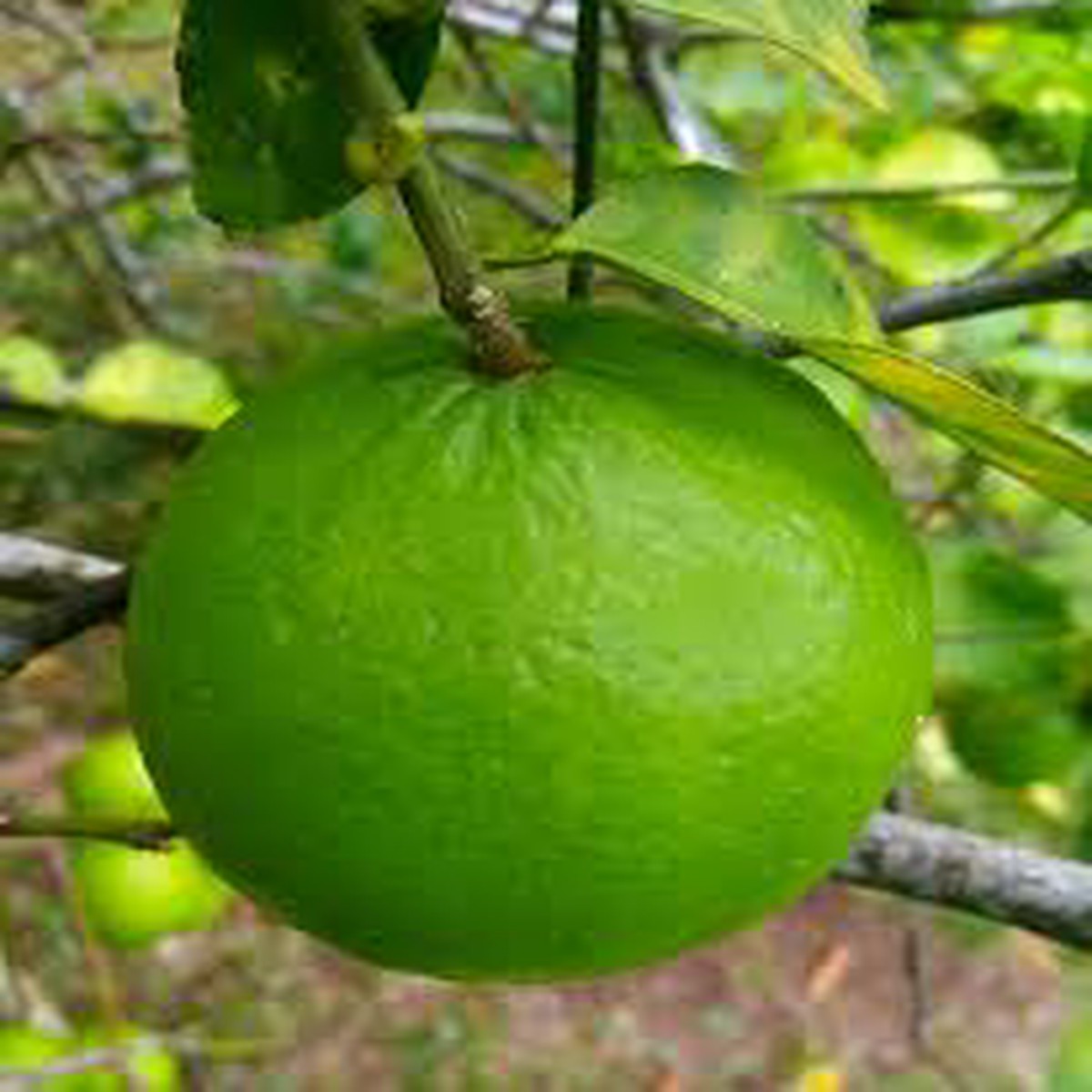 Key Lime (Citrus aurantifolia) Fruit Seeds for Planting  Heirloom, High Germination, Non-GMO Organic Garden Seeds