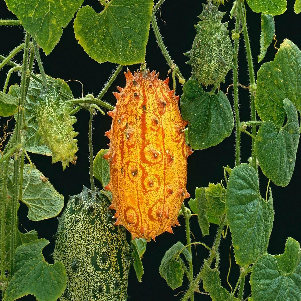 Kiwano Fruit Seeds  Heirloom, Non-GMO, High Germination Organic Garden Seeds for Planting