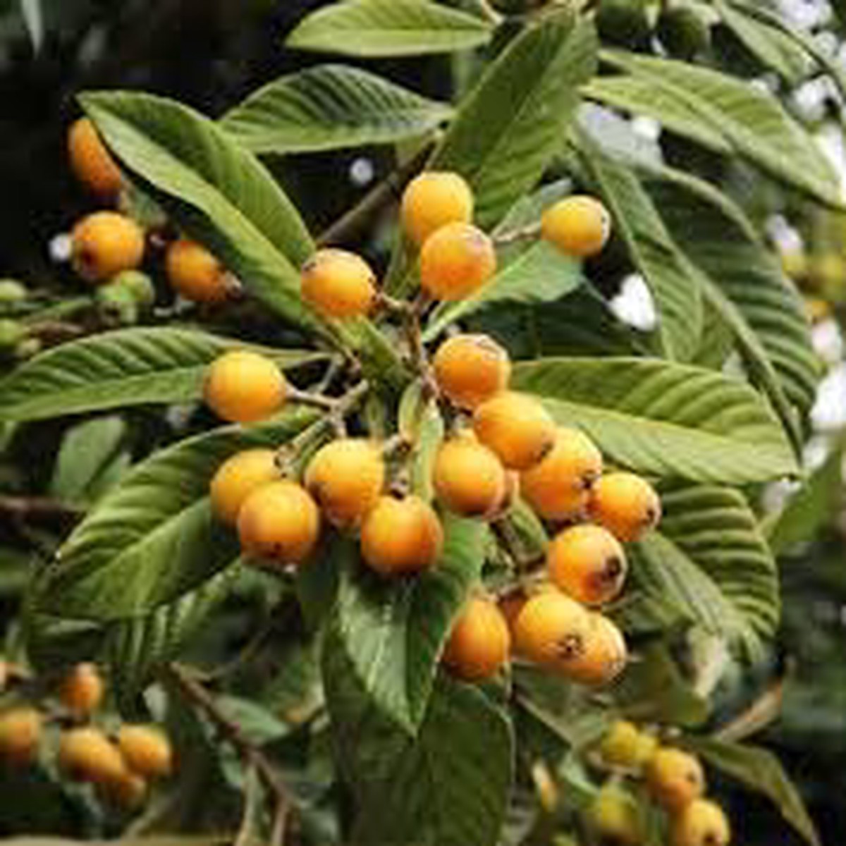 Loquat Nsperos Fruit Seeds for Planting Heirloom, Non-GMO, High Germination Organic Garden Seeds for Hardy, Fruitful Trees with Refreshing Taste