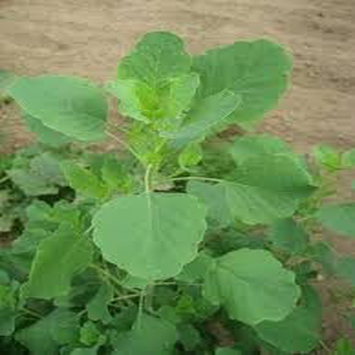 Papalo Plant Seed Pack  Heirloom, Non-GMO, High Germination Organic Garden Seeds for Planting Unique Herbs