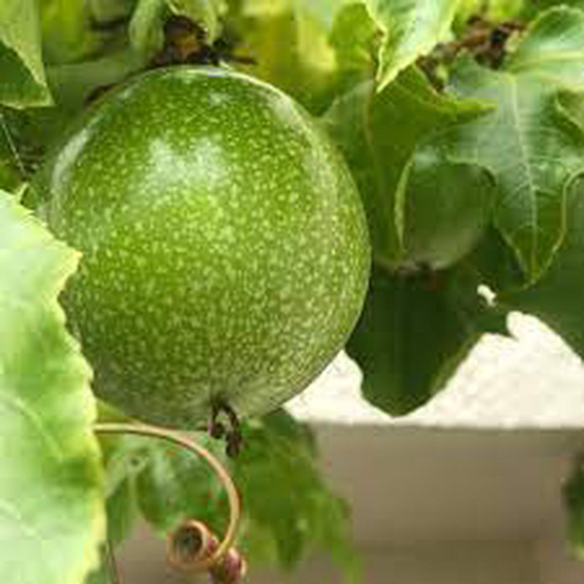 Passiflora Edulis Passion Fruit Seeds for Planting Green Variety, Heirloom & Non-GMO Seeds for Tropical Gardens