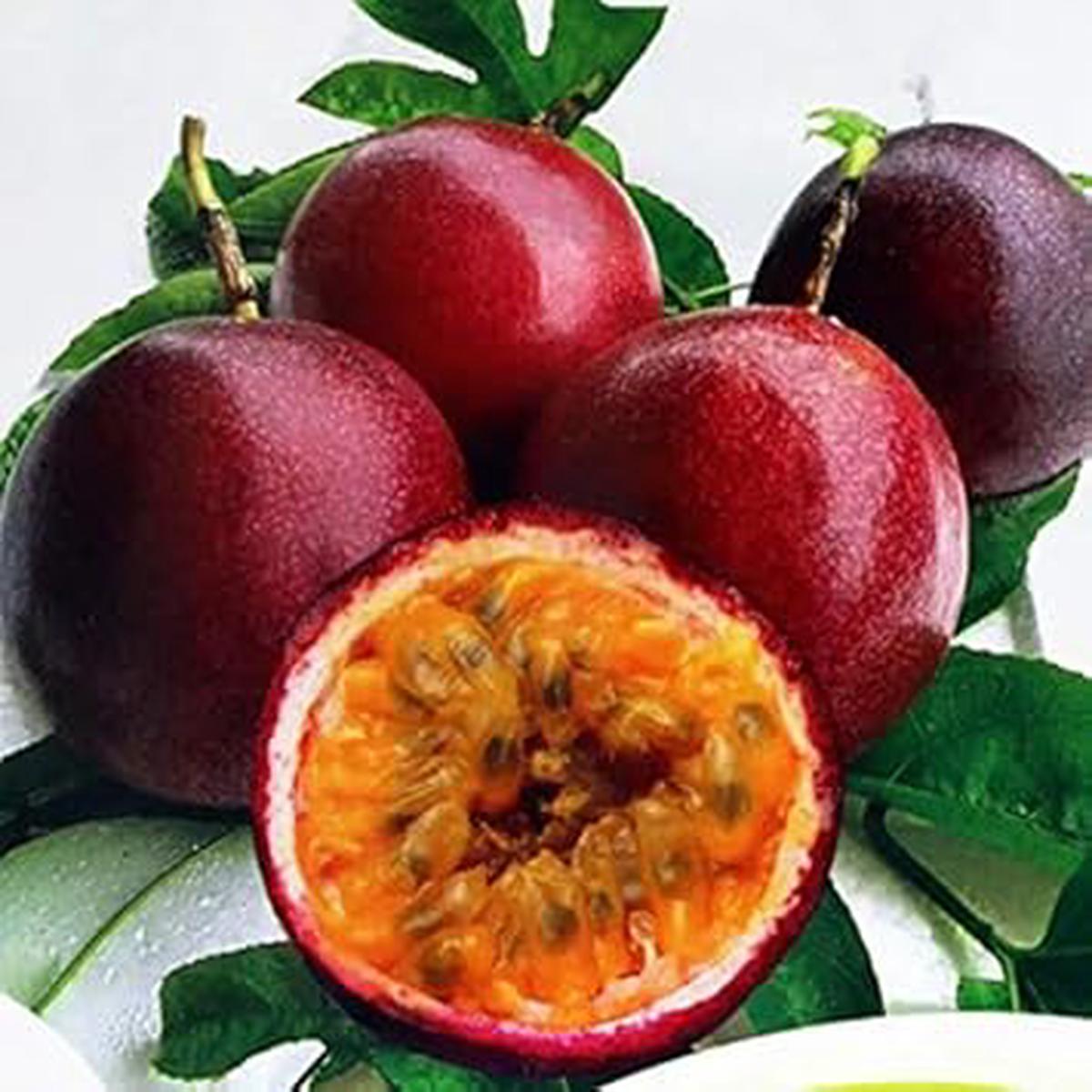 Passiflora Edulis Passion Fruit Seeds for Planting  Red Mix, Heirloom, Non-GMO, High Germination Organic Garden Seeds for Tropical & Home Gardens