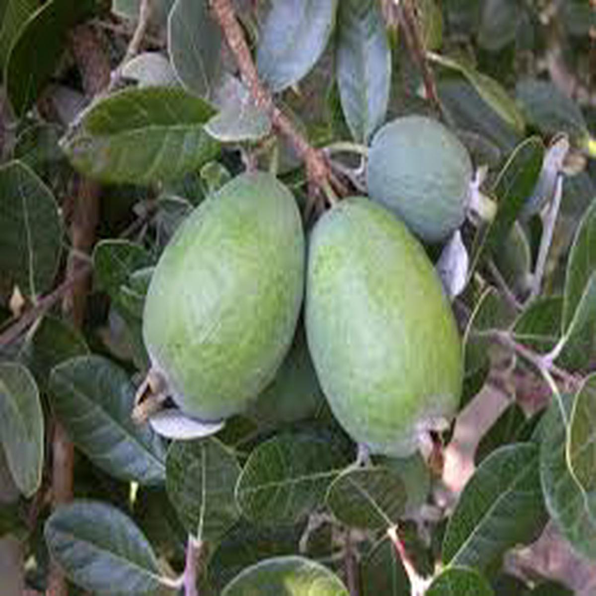 Pineapple Guava (Feijoa) Fruit Seeds for Planting  Grow Sweet, Tropical Guavas, Heirloom & Non-GMO Seeds