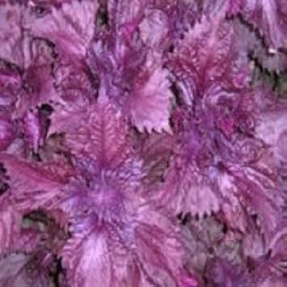 Purple Frutescens Perilla Plant Seeds  100 pcs for Planting Versatile Culinary Herb, Heirloom & Non-GMO Seeds