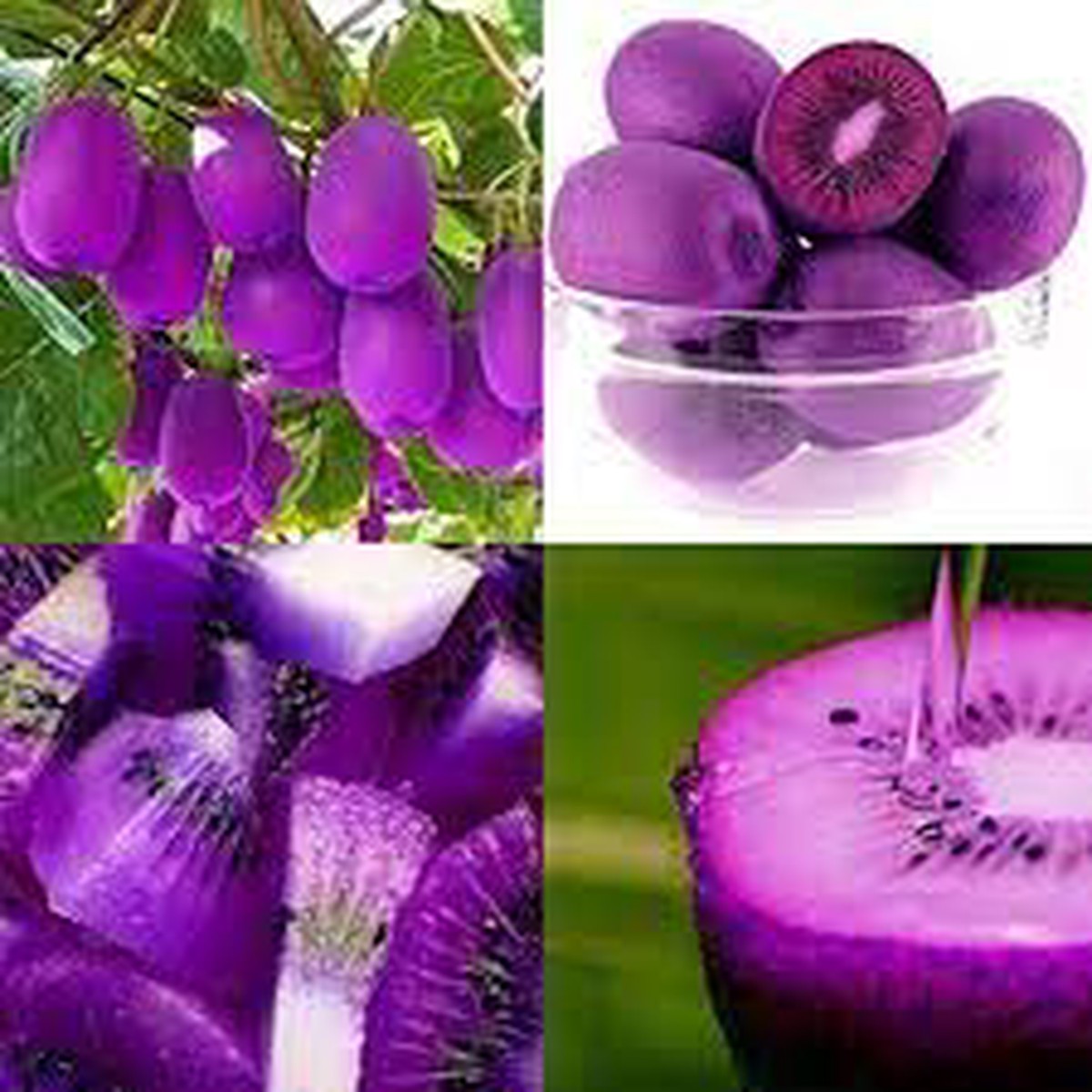 Purple Kiwi Fruit Seeds for Planting  Heirloom, Non-GMO, High Germination Organic Garden Seeds for Tangy, Nutrient-Packed Tropical Fruits
