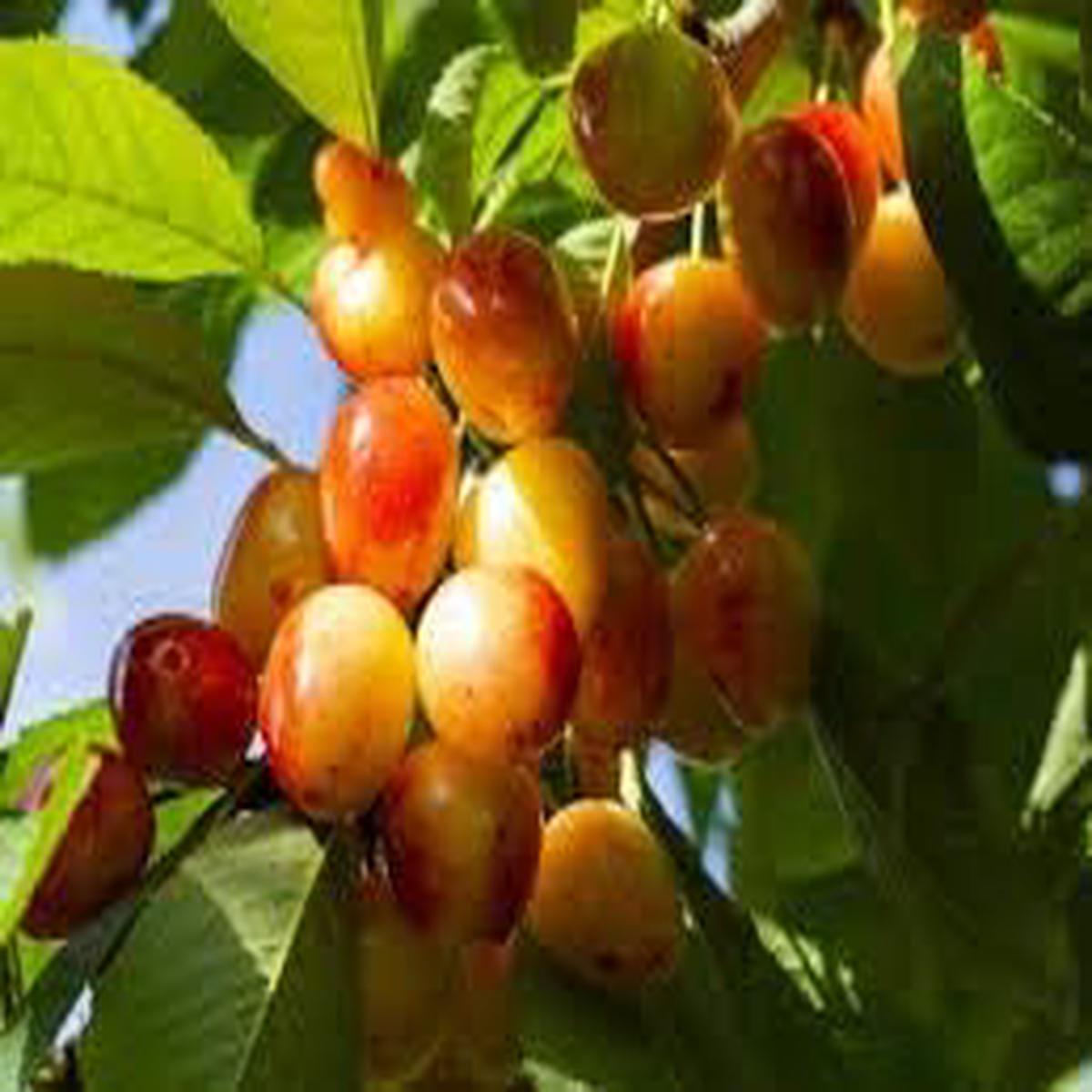 Rainier Sweet Cherry Fruit Seeds for Planting High-Yielding, Heirloom & Non-GMO, Ideal for Fruit Orchards
