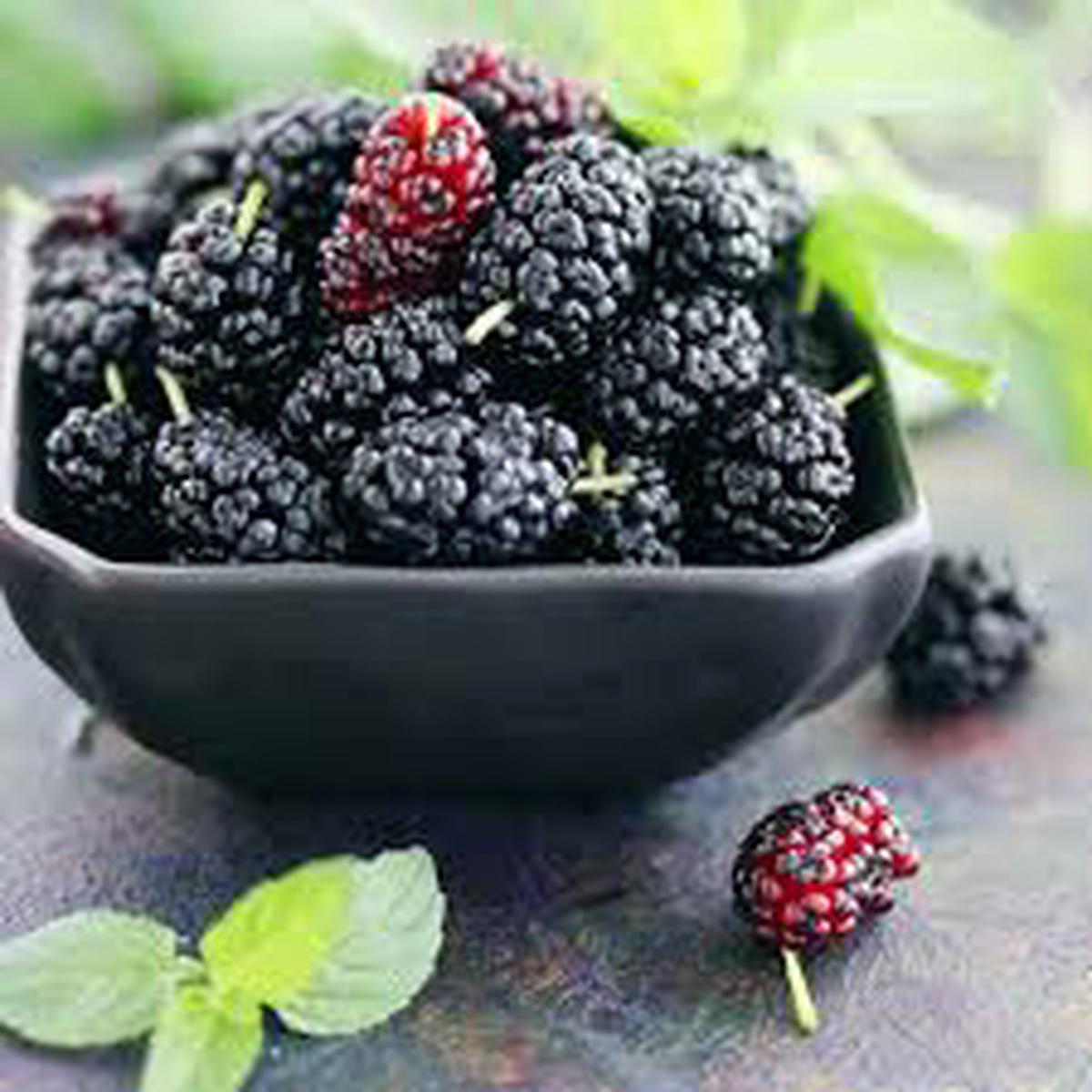 Rare Mulberry Plant Seeds Heirloom, Non-GMO, High Germination Organic Garden Seeds for Planting Nutritious Sweet Mulberries