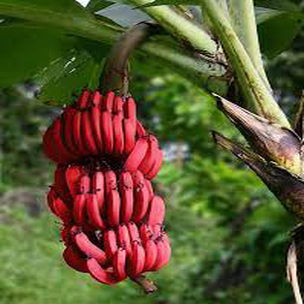 Red Dacca (Red Banana) Fruit Seeds for Planting Non-GMO Heirloom Seeds for Home Garden