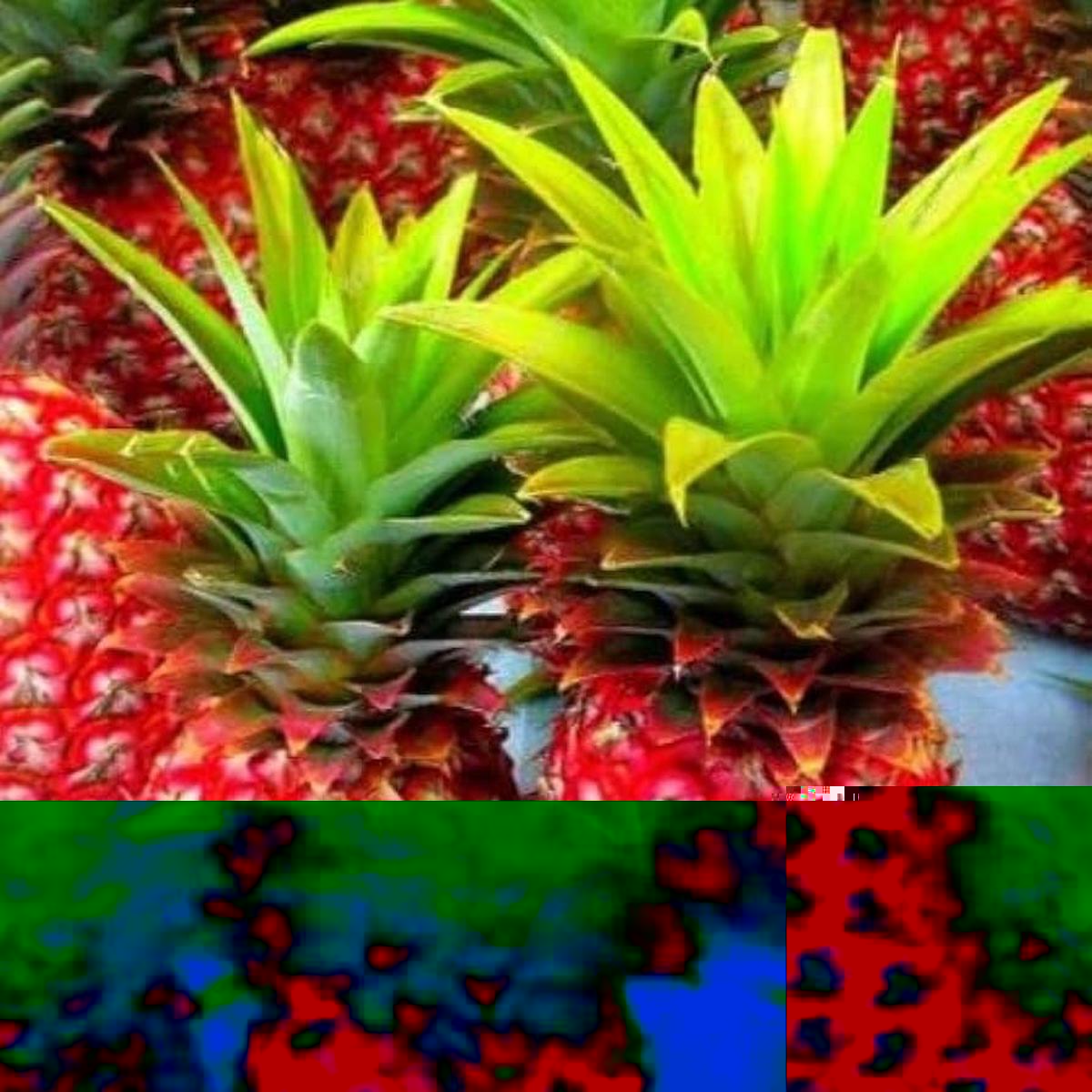 Red Pineapple Fruit Seeds for Planting Heirloom, Non-GMO, High Germination Organic Garden Seeds for Home Garden