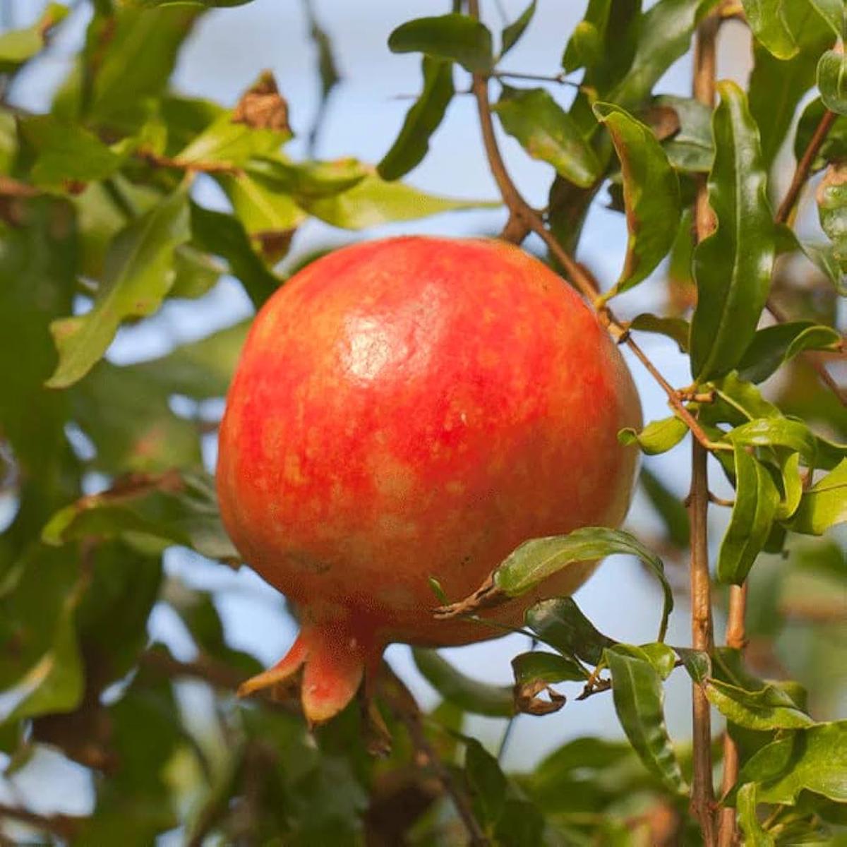Red Pomegranate Fruit Seeds for Planting  Classic Tart-Sweet Variety, Heirloom & Non-GMO Seeds for Home Garden