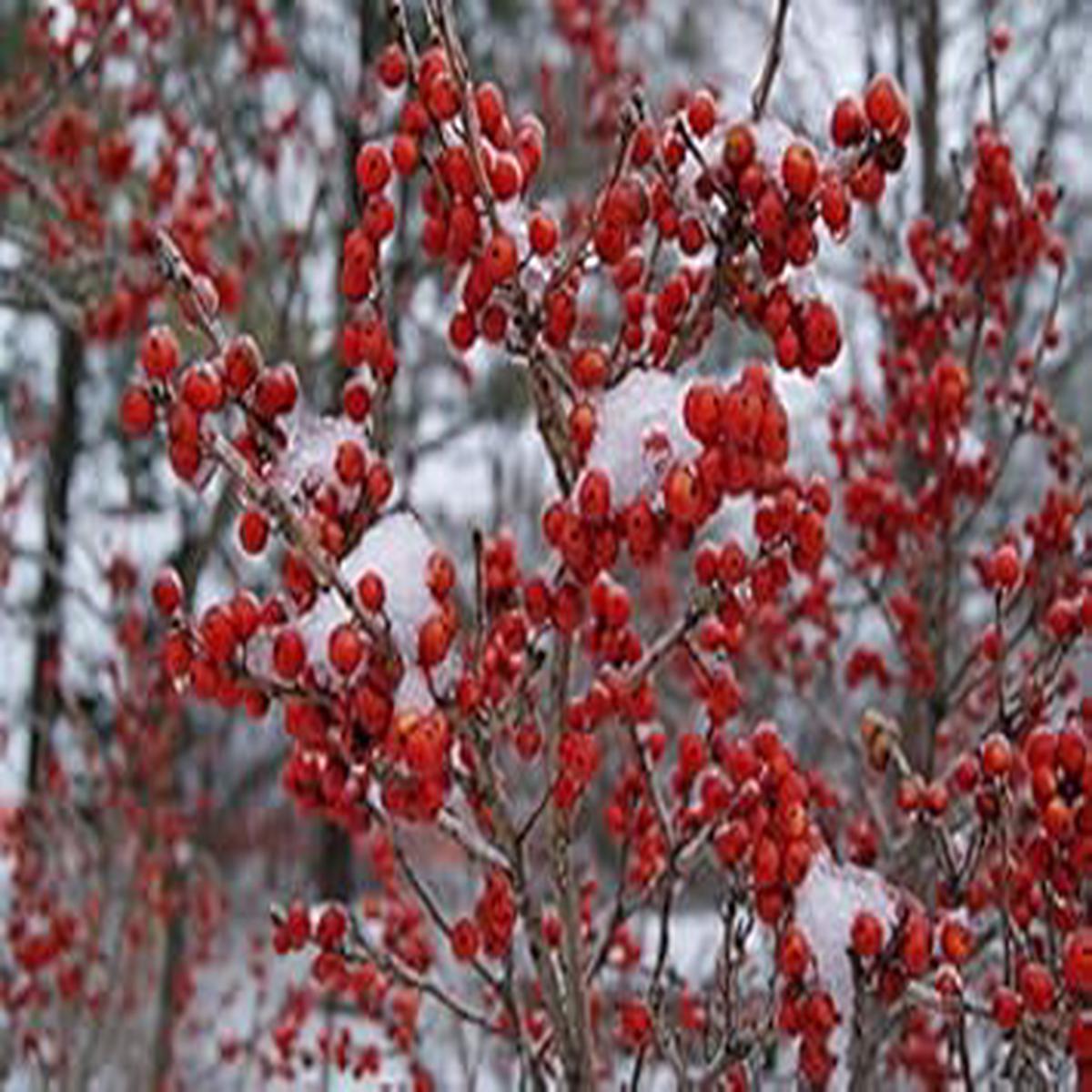 Red Verticillata Fruit Seeds for Planting | Heirloom Non-GMO Organic Seeds, Rare Garden Plant Variety
