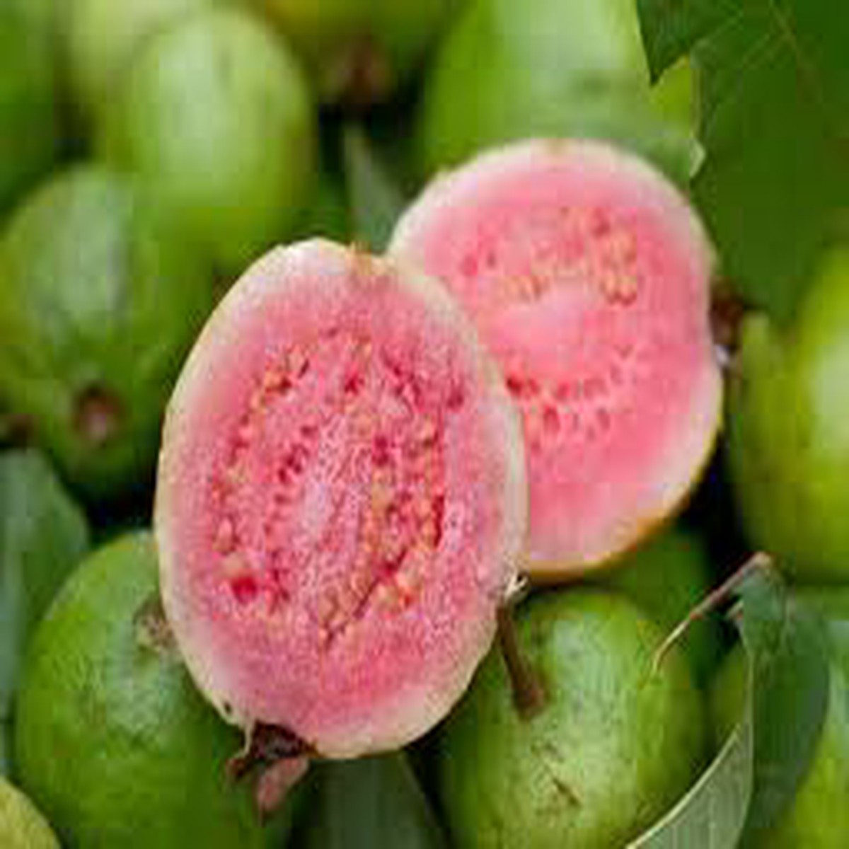 Ruby Supreme Guava Fruit Seeds for Planting  Heirloom Non-GMO High Germination Organic Garden Seeds