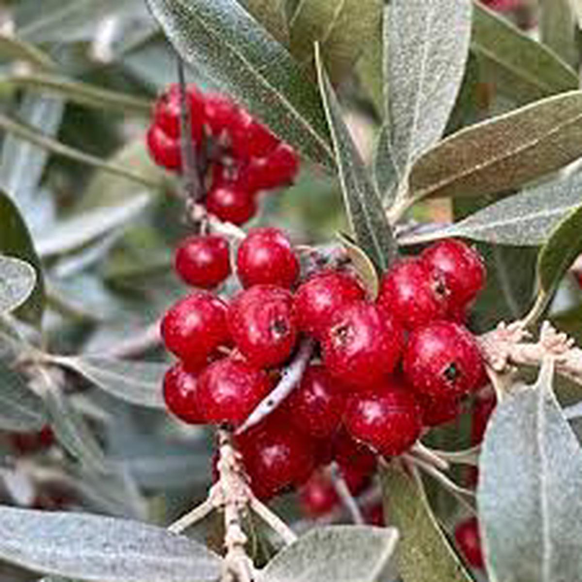 Silver Buffaloberry Seeds (Shepherdia argentea) for Planting  Heirloom, Non-GMO, High Germination Organic Garden Seeds for Hardy, Red-Fruited, Native Edible Plants