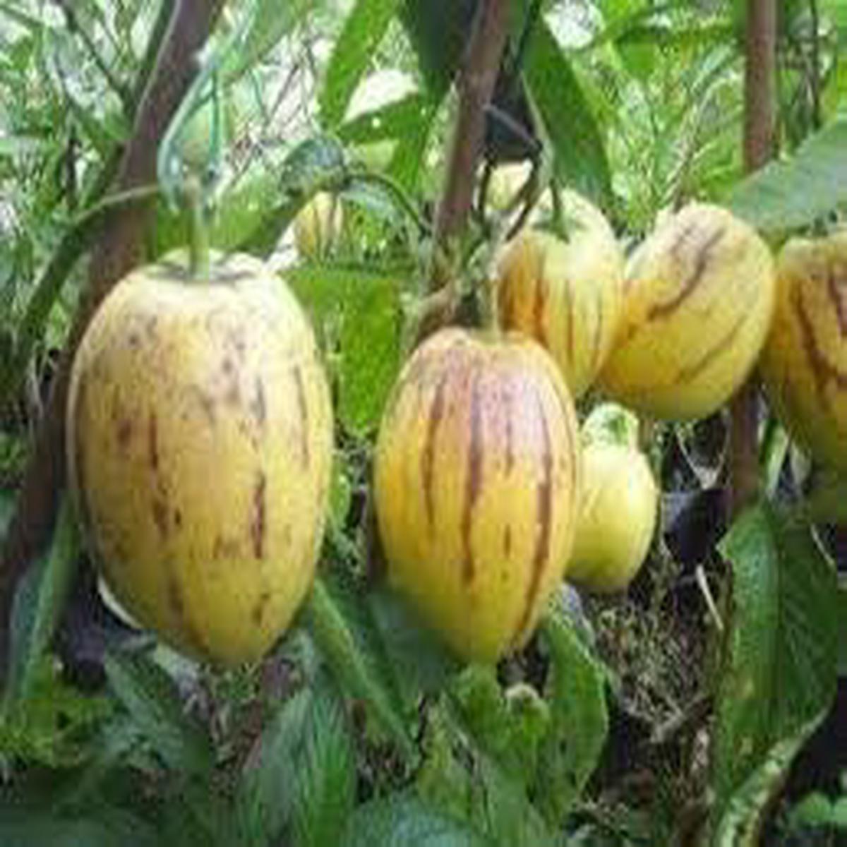 Solanum Fruit Seeds  Heirloom, Non-GMO, High Germination Organic Garden Seeds for Planting