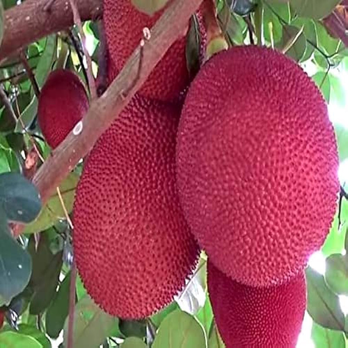 Thailand Pink Jackfruit Seeds for Planting Heirloom Non-GMO High Germination Organic Garden Seeds