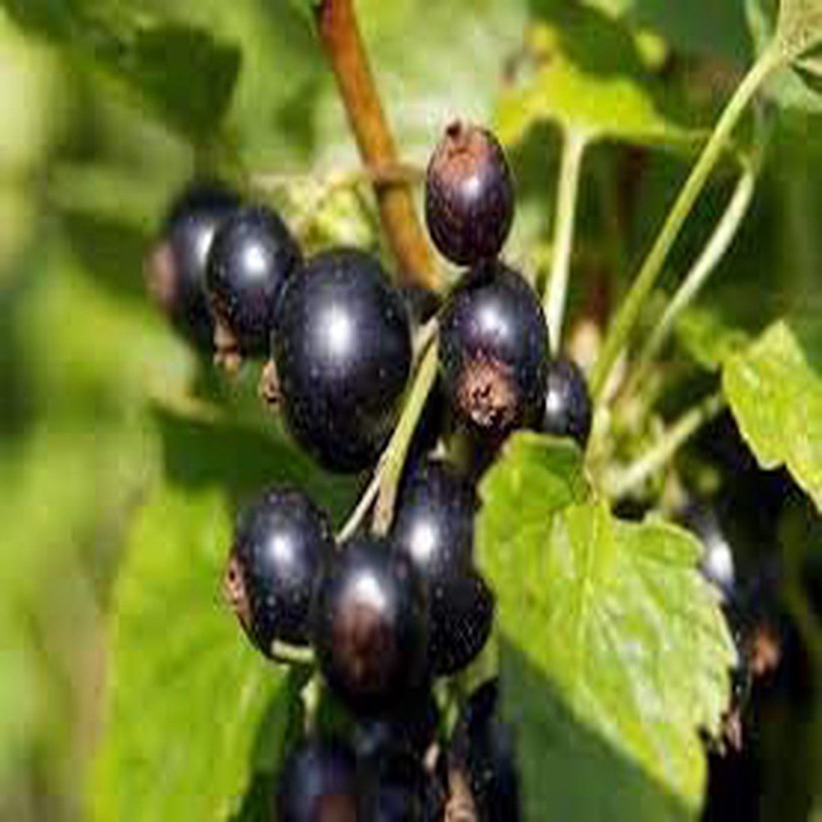 Titania Black Currant Seeds for Planting  Heirloom, Non-GMO, High Germination Organic Garden Seeds for Nutrient-Rich Berries