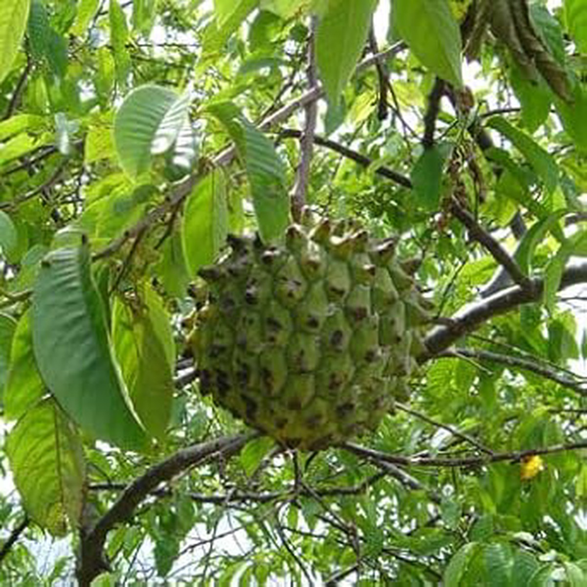 Tropical Star Fruit Seeds for Sweet and Tangy Trees