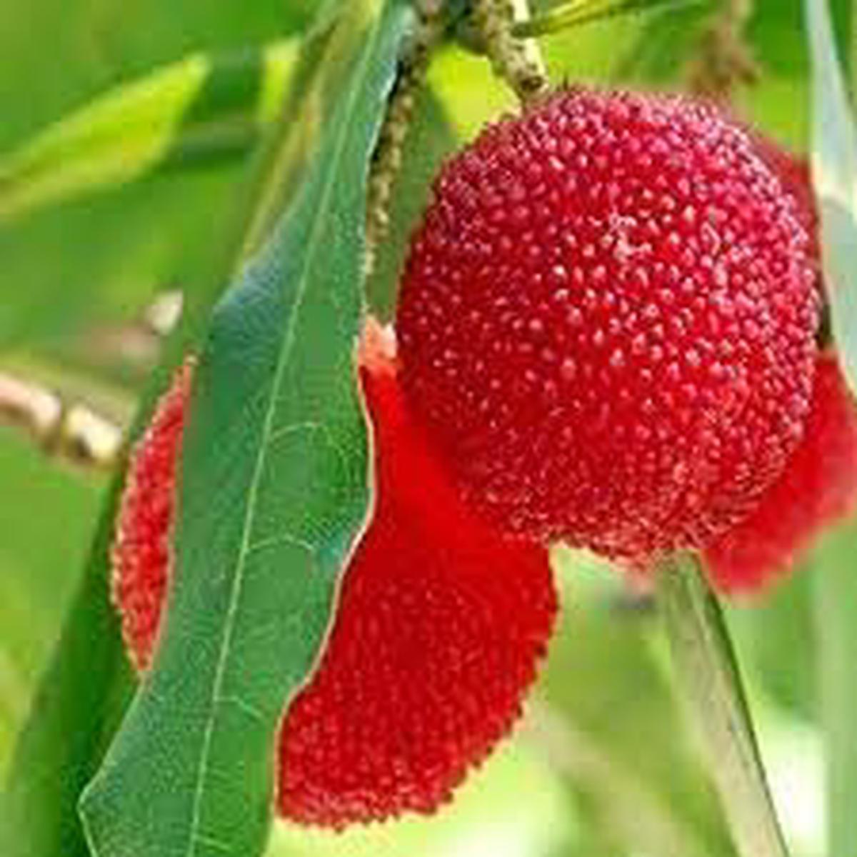 Waxberry Fruit Seeds for Planting  Hardy, Prolific Berry Harvests, Heirloom, High Germination, Non-GMO Organic Garden Seeds
