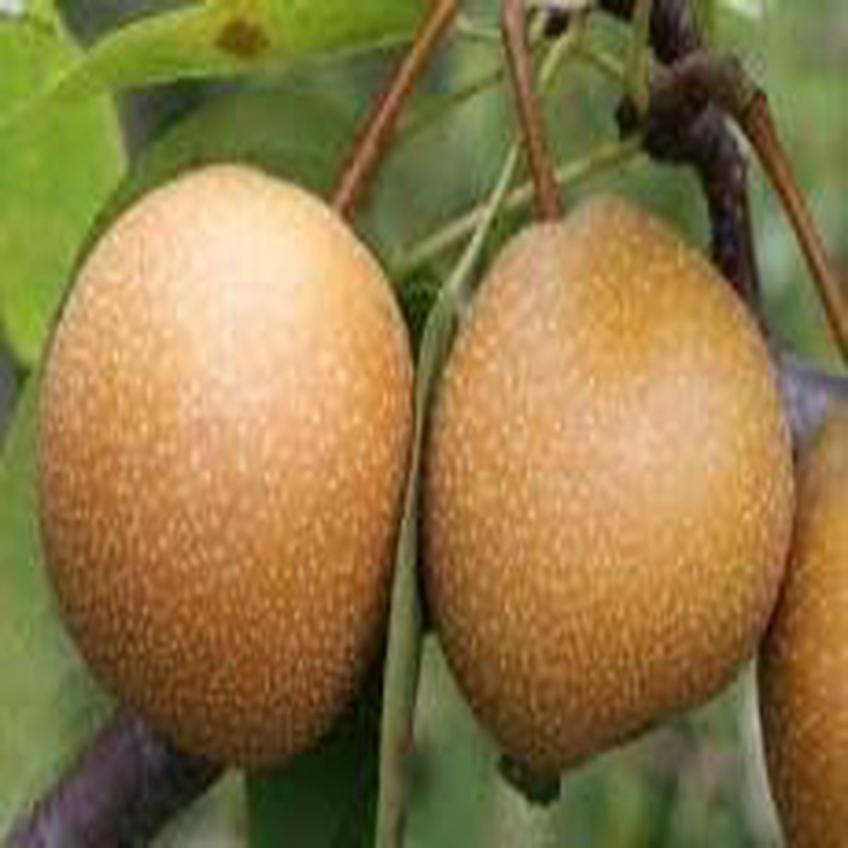 Wild Pear (Pyrus Communis) Bonsai Seeds for Planting Ornamental Gardens, Heirloom & Non-GMO, High Germination