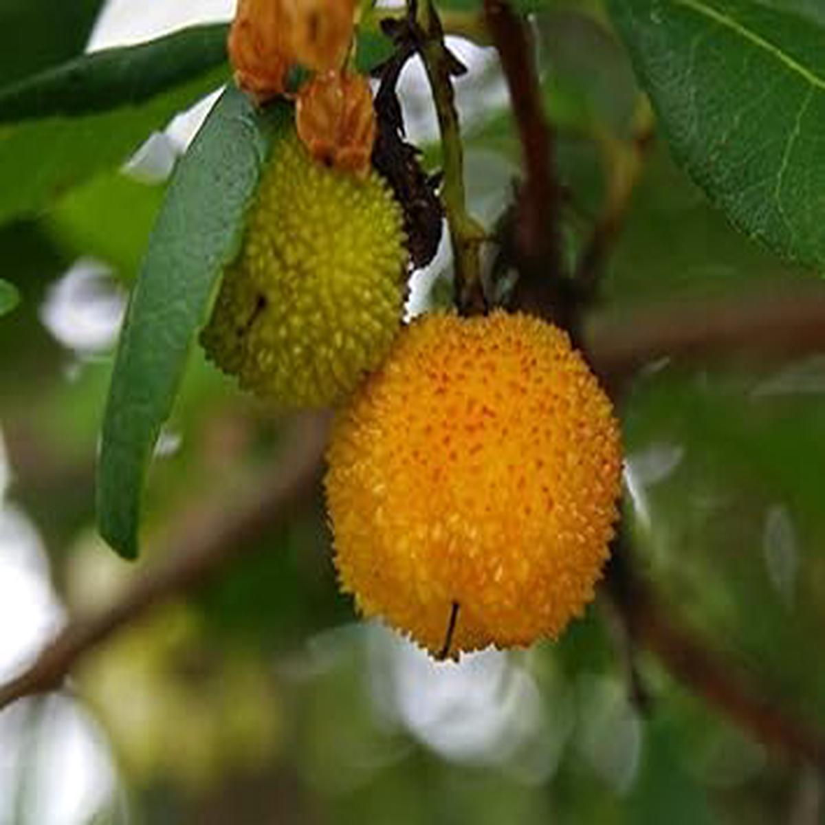 Yellow Arbutus unedo Strawberry Fruit Seeds for Planting  Heirloom & Non-GMO Seeds for Home Gardens
