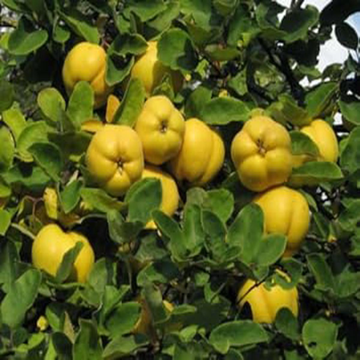 Yellow Quince Fruit Seeds for Planting  Unique, Fragrant Quince for Your Garden, Heirloom & Non-GMO Seeds