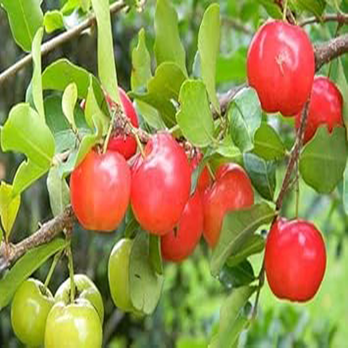 Barbados Fruit Seeds for Planting  Tropical Fruits, Heirloom & Non-GMO, High Germination