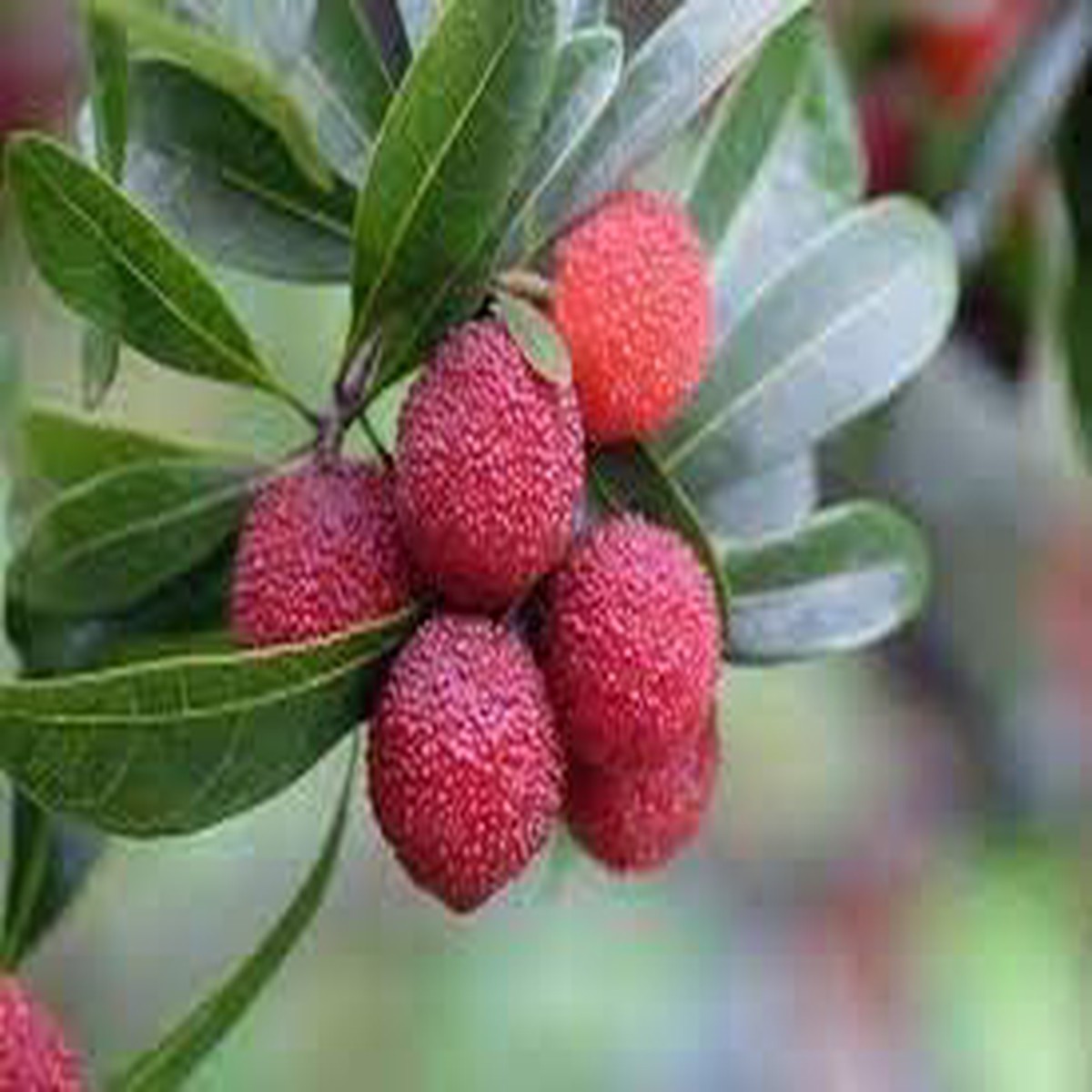 Bayberry Fruit Seeds for Planting  Aromatic, Berry-Like Fruits, Heirloom & Non-GMO, High Germination